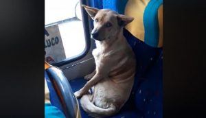 VIDEO| Chofer del Maule da el ejemplo al proteger a perro callejero que subió a su bus: "No lo quise bajar porque debe tener frío"
