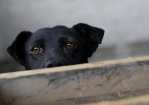Casi 6 mil perritos muertos en 9 años: El triste registro del canil de Temuco