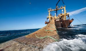 Organizaciones por la conservación marina presentan cinco medidas para combatir la pesca ilegal en aguas nacionales
