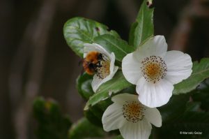 Ciencia ciudadana, estudios e incidencia política: Los avances contra la extinción del abejorro chileno
