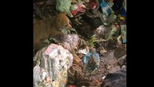VIDEO| "Hoy nos ganamos el cielo en mi laburo": La historia de los trabajadores que rescataron un cachorro de un camión de basura