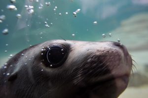 Condenan a trabajadores de empresa de piscicultura que mataron con fierros a lobo marino en Puerto Cisnes