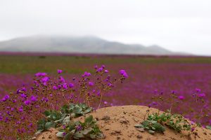 "No hay ninguna posibilidad": Especialistas aseguran que este año no habrá desierto florido por falta de lluvias y bajas temperaturas en el Norte