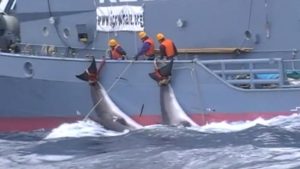Japón insiste en la caza de ballenas: 177 ejemplares fueron capturados "con fines científicos"