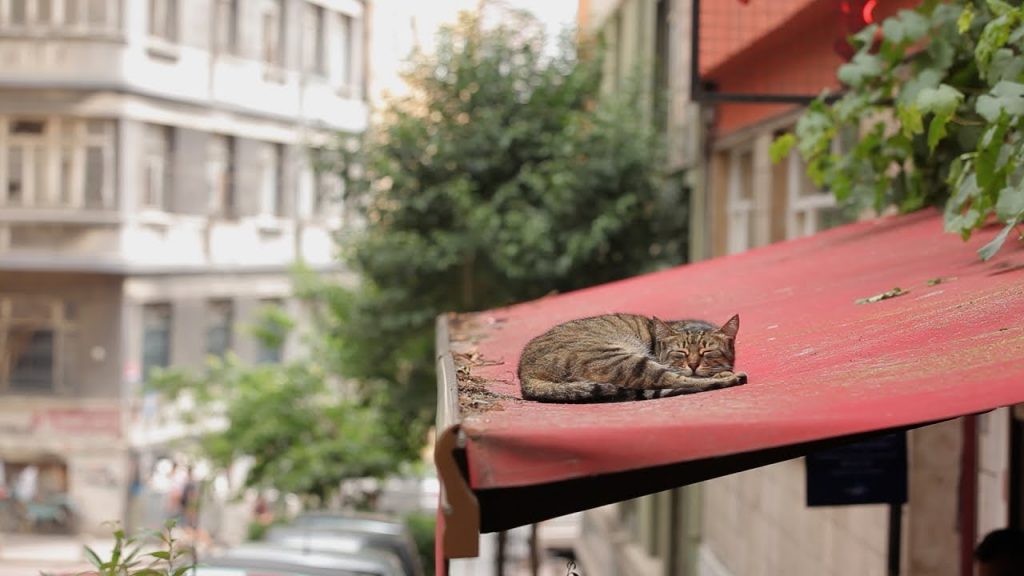 Potencial Enseñando Implacable Una oda a los gatos: «Kedi», el mejor documental sobre los felinos que verás