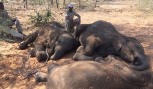 La peor matanza de elefantes de los últimos años en África: Cerca de 90 animales fueron masacrados para robar sus colmillos