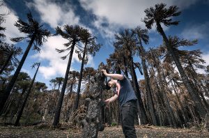 Las araucarias están enfermando: Estudio reveló que el 98% de los árboles milenarios presentan daño foliar