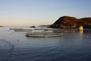 Transnacional noruega Marine Harvest intenta acreditar fraudulenta recuperación de salmones escapados en aguas chilenas