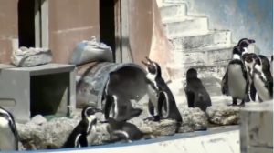 Entre polvo y escombros: La delfín Honey y 46 pingüinos están abandonados hace meses en un acuario que fue clausurado