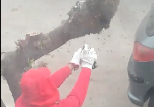 VIDEO| Denuncian que funcionarios de la municipalidad de Antofagasta quemaron panal de abejas