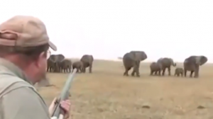 VIDEO| No somos nada: Cazadores son perseguidos por un grupo de elefantes después de asesinar al líder de su manada