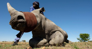 Pese al peligro de extinción: China retrocede y legaliza el comercio de productos de tigre y rinoceronte