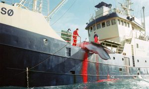 Japón desobedece declaración de La Haya y se prepara para reanudar caza de más de 300 ballenas "con fines científicos"