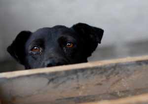 Abandono de perros y gatos creció tras promulgación de la Ley de Tenencia Responsable