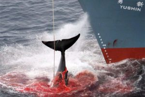 Rechazo transversal: Japón se retira de la comisión que protege a las ballenas y retomará abiertamente la caza comercial