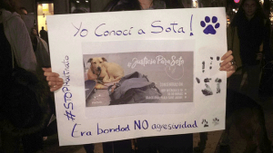 El video que sacude a Barcelona: Policía ejecuta a perra que acompañaba a joven vendedor en la calle