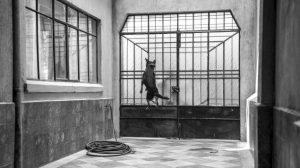 Sufrió maltrato y abandono: La impactante historia de El Borras, el Perro de Roma