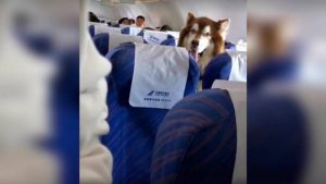 VIDEO| Perro de compañía sorprende a pasajeros y se consolida como el mejor viajero a bordo de un avión