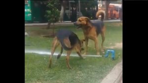 VIDEO| Grupo de perritos encuentra rebelde forma de refrescarse en parque de Santiago Centro