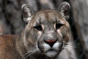 SAG interpuso denuncia por caza ilegal y muerte de puma en cuesta Las Chilcas