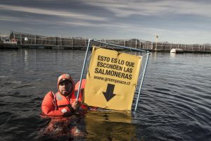 Greenpeace: "El doble escape de salmones muestra a una industria digna de un capítulo de los 3 chiflados"