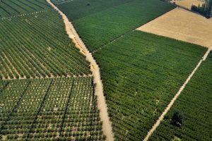 Plan sequía: “omite medidas para sectores de mayor consumo como el agrícola y el forestal”