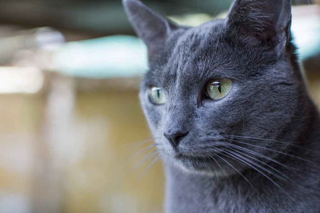 Master Cat: SAG anuncia que inició investigación ante denuncias de intoxicación en mascotas