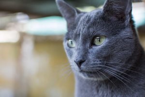 SERNAC abre consulta ciudadana para dueños de mascotas afectadas tras consumir alimentos “Master Cat Gatitos”