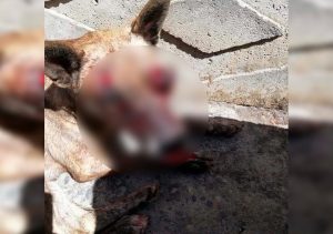 En Dichato golpearon brutalmente con un palo y le sacaron un ojo con un cuchillo a una perrita