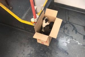 Chofer del Transantiago rescató a perritos abandonados en medio de su recorrido: Los alimentó y cobijó en una caja