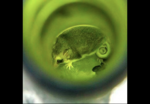 Denuncian que marsupial chileno en peligro de extinción se encontraba viviendo en una botella de vino