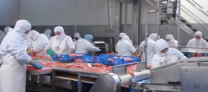 Salmones de Sangre: Estudio revela que muere un trabajador al mes en la industria salmonera