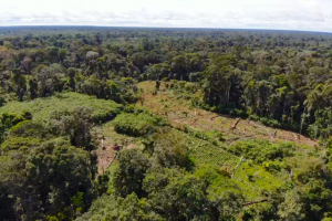 Cuatro países de Latinoamérica en la lista mundial de los más devastados por la deforestación en el 2018