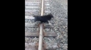 VIDEO| Maquinista detiene su tren para salvar a perrito que fue encadenado a la vías