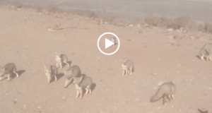 VIDEO| Registran decenas de zorros esperando ser alimentados en Punta de Choros