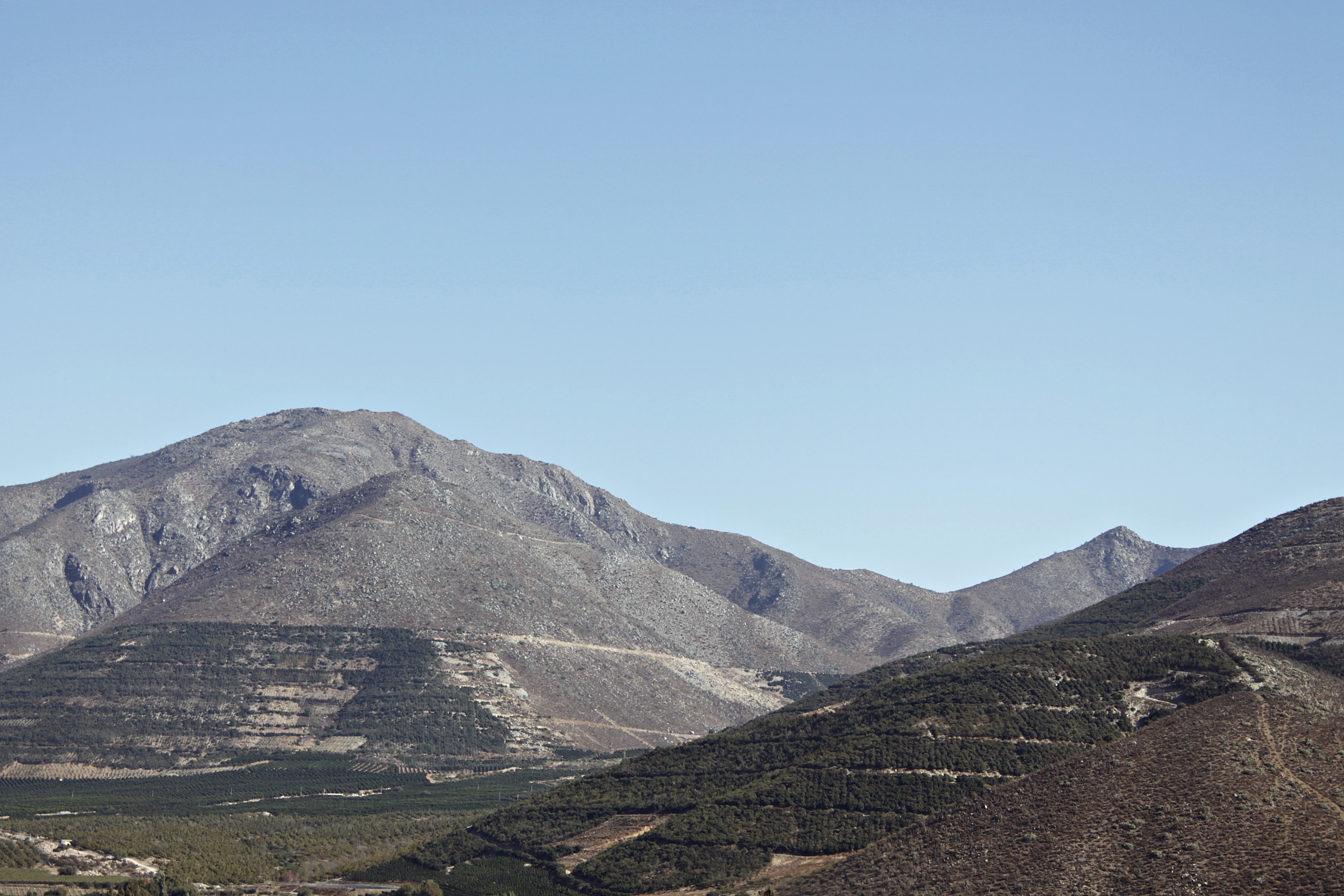 Los cultivos de paltas de Mercedario, la filial agrícola de Penta, escalan las laderas de los cerros. Foto: Pamela Olate.
