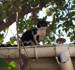 Crónica urbana: Un gatito perdido en Franklin