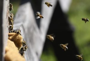 Sequía, contaminación y deforestación amenazan a la supervivencia de las abejas