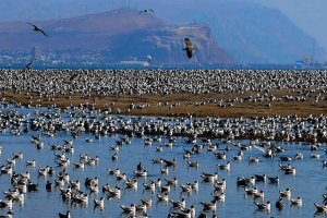 Fin de la polémica: Humedal Río Lluta es declarado intocable por Concejo Municipal de Arica
