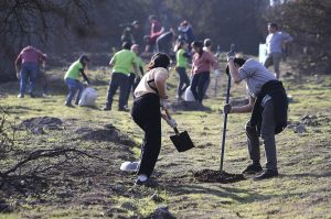 Estudiantes plantaron más de 1000 árboles para reforestar Laguna Carén