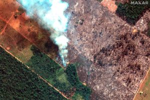 Doctora en Zoología sobre crisis en el Amazonas: “La deforestación ilegal tiene directa relación con los incendios"