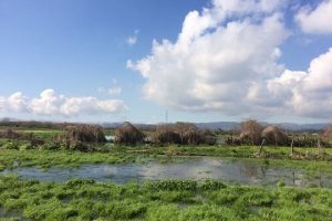 15 mil vecinos de San Pedro de la Paz votaron a favor de proteger laguna y humedal