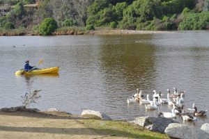Advierten que megafiesta causará daños al ecosistema y la biodiversidad del humedal La Laguna en Zapallar