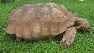 Muere la tortuga más vieja de África a los 344 años