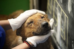 FOTOS| Habilitan centro de atención primaria para mascotas heridas en Valparaíso