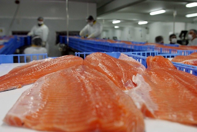 Seafood Watch recomienda evitar consumo de salmón producido en Chile
