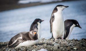Detectan nuevos virus en pingüinos en un amplio sector de la Antártica