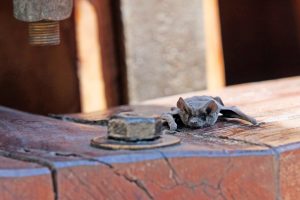 Murciélagos en Santiago Centro: Fundación animalista llama a no considerarlos una plaga