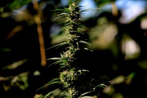 Paciente oncológico que cultivaba Cannabis con fines medicinales fue absuelto de cargos