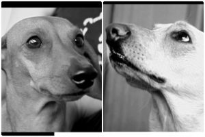 Clío y Polilla, las primeras bajas caninas del estallido por el uso de lacrimógenas